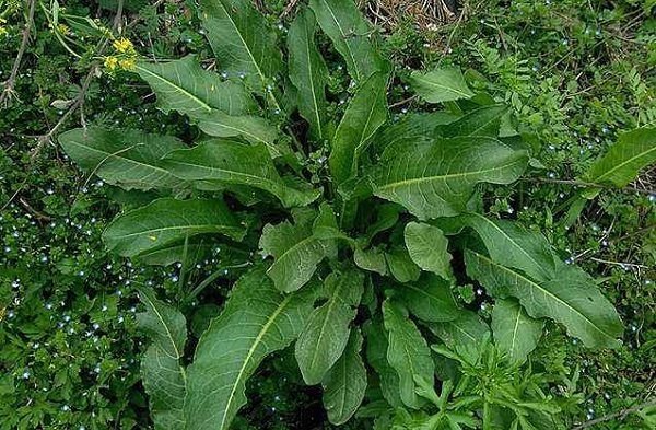 中草药|农村路边喂猪的野草,浑身都是宝,清热解毒,疏风祛湿,你认识吗