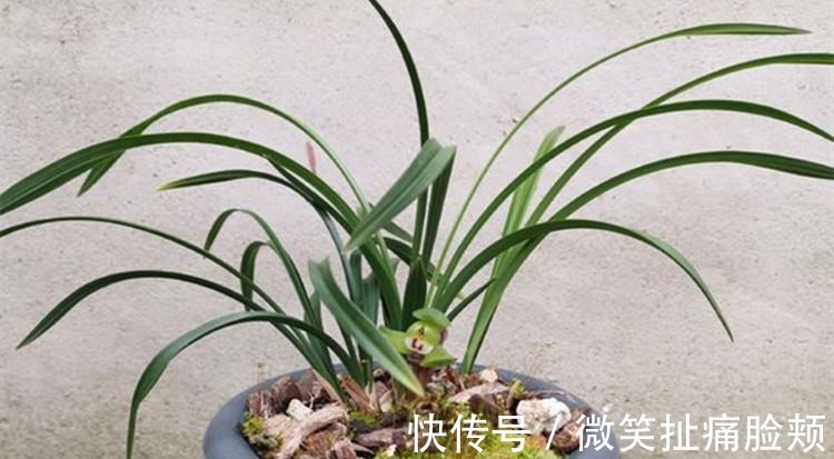 养兰花，给它喷点“生根水”，大白根直冒，长得肥肥壮壮！