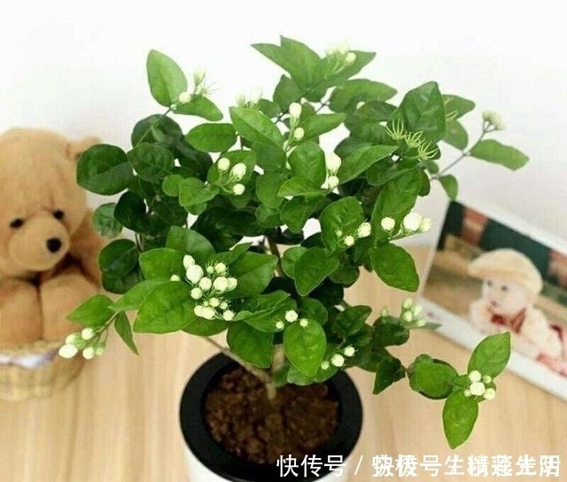 施肥|茉莉“浇水、施肥、晒太阳”小窍门,满头都是小花苞,喜人