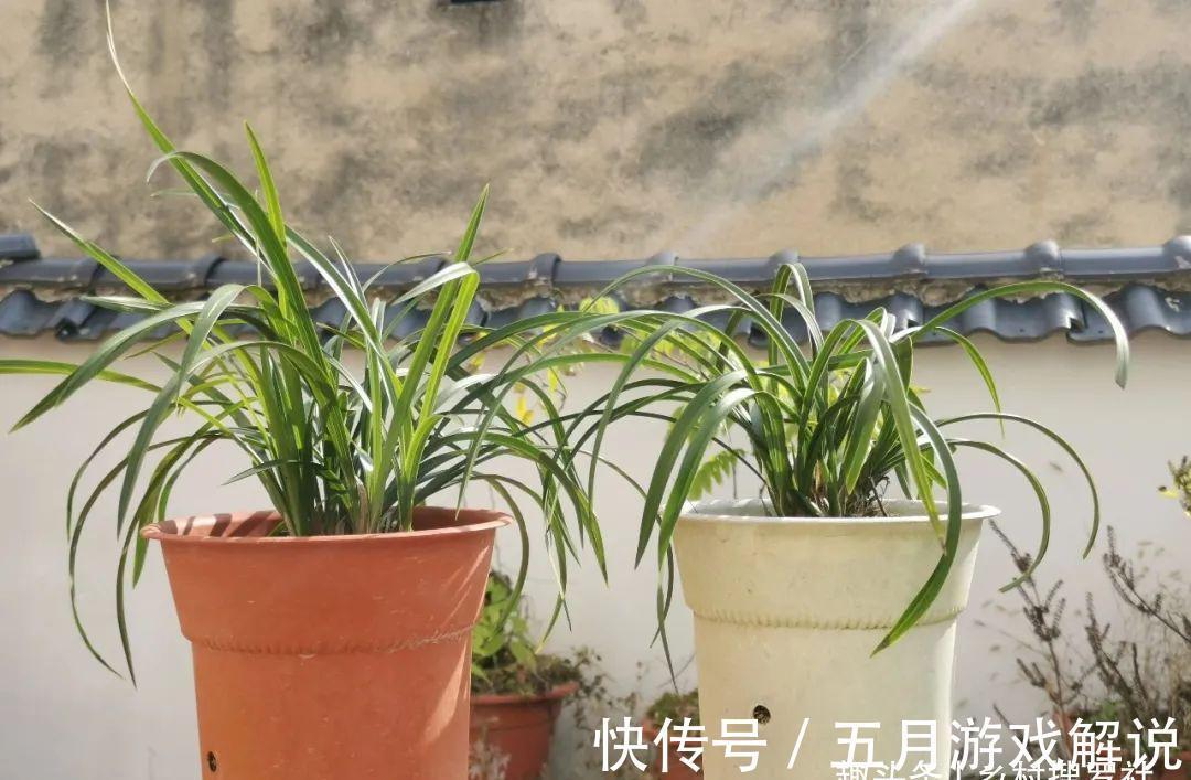 种植兰花，如果花盆中出现这两种现象，兰根茁壮兰苗旺盛就不难
