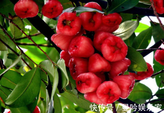 在家种莲雾，漂亮又好吃，红彤彤的果实，美味可口挂满树，真值！