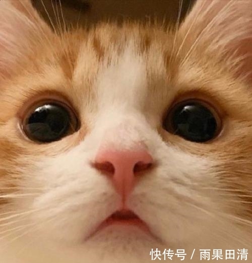 |幽默笑话:为什么母鸡的腿这么短,腿长了下蛋时不要是摔破了么。