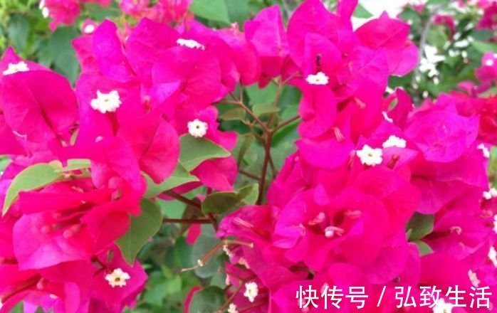 4款艳美的花卉,花大色艳花期长,看了就让人沉醉,年年开花不断