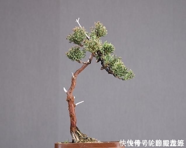 花期|欣赏日本大师盆景作品,精心培育的造型,非常具有艺术气息