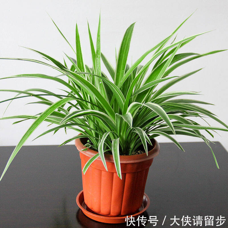 “人养花三年,花养人一生!”家居盆花100种,总有几款你喜欢