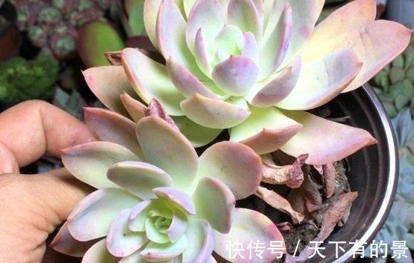品种|喜欢养多肉,不知道该怎么选?先养便宜的,再养品种好的!