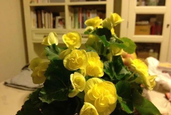 浇水|公认最难养的8种花，叶子动不动就发蔫，新手慎买！