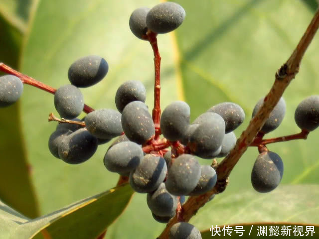 纯天然|纯天然“雄激素”原来是此物,每周泡水喝3次,男性轻松养肾生精