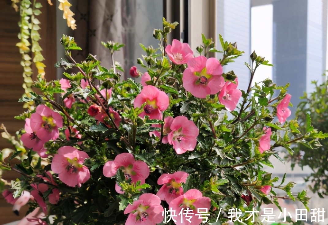 养花人必须记住的“施肥口诀”,只要合理掌握,养花变得轻轻松松