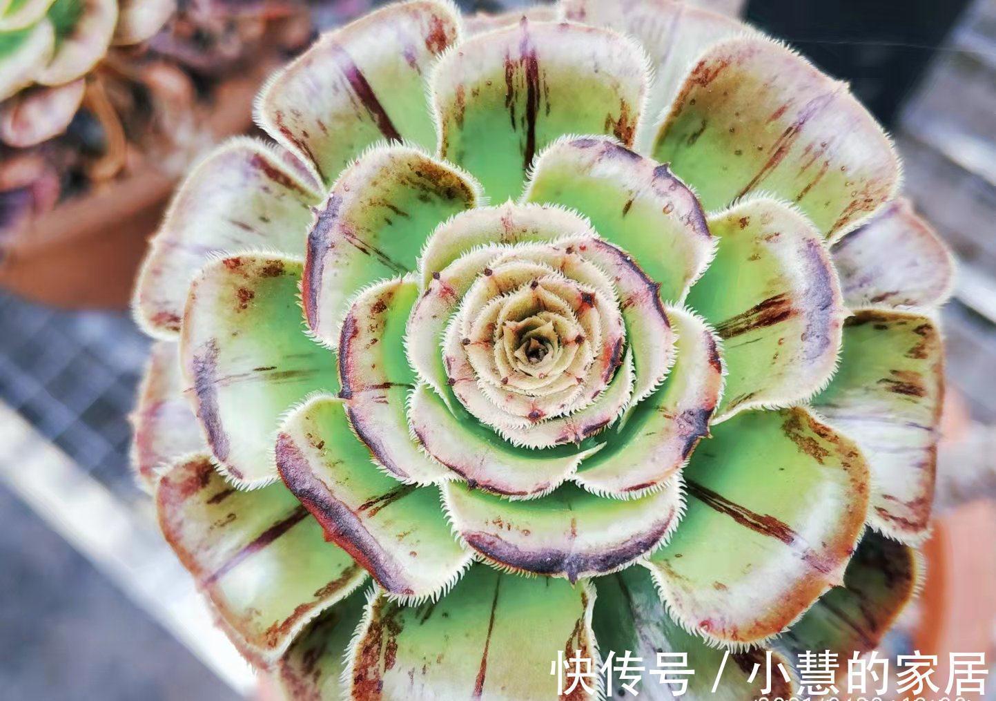 秋天|法师多肉都成功度夏了?来看秋天它们啥时候苏醒,以免阴沟里翻船