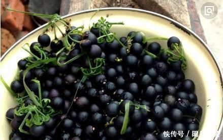 小病|这种花是“解毒高手”,家里养一盆,再也不怕“小病小灾”