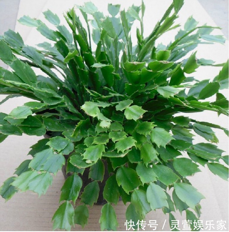 寓意|昂贵的盆栽别再买,看几种绿植,容易成活美观养眼