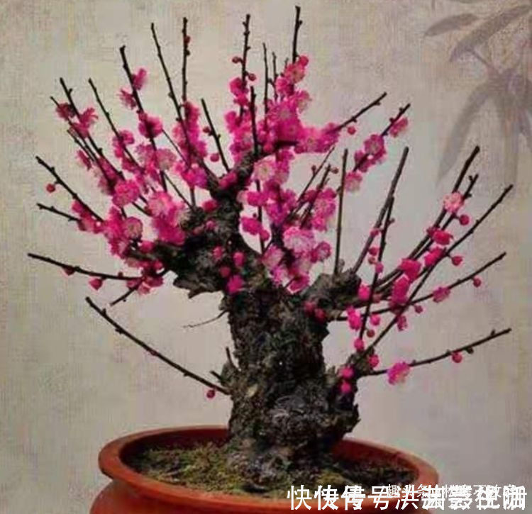 阳台|阳台变花园,就养此款花卉,花开清新高雅,花型独特又美观