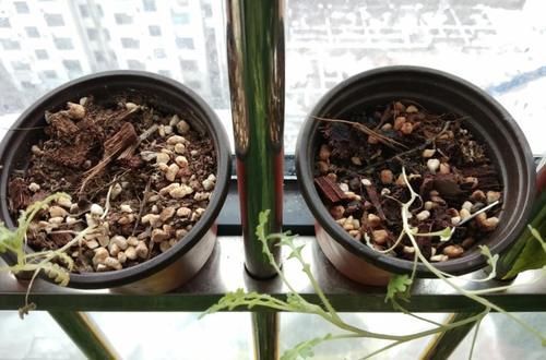 兰花|养花“达人”的“4不”规则,你知道吗?早点落实早受益