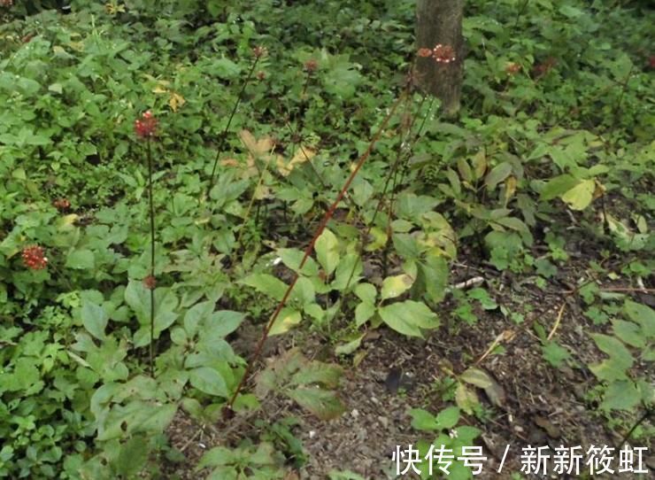 人参|山里一野草,外形酷似人参,价值珍贵,如今农民大量种植