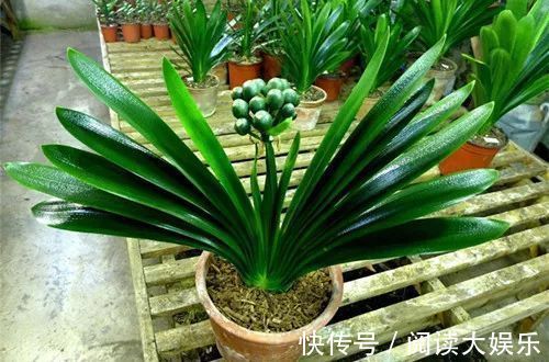 最厉害的养花营养液给君子兰喝一勺,叶子挺拔如折扇,花开不停