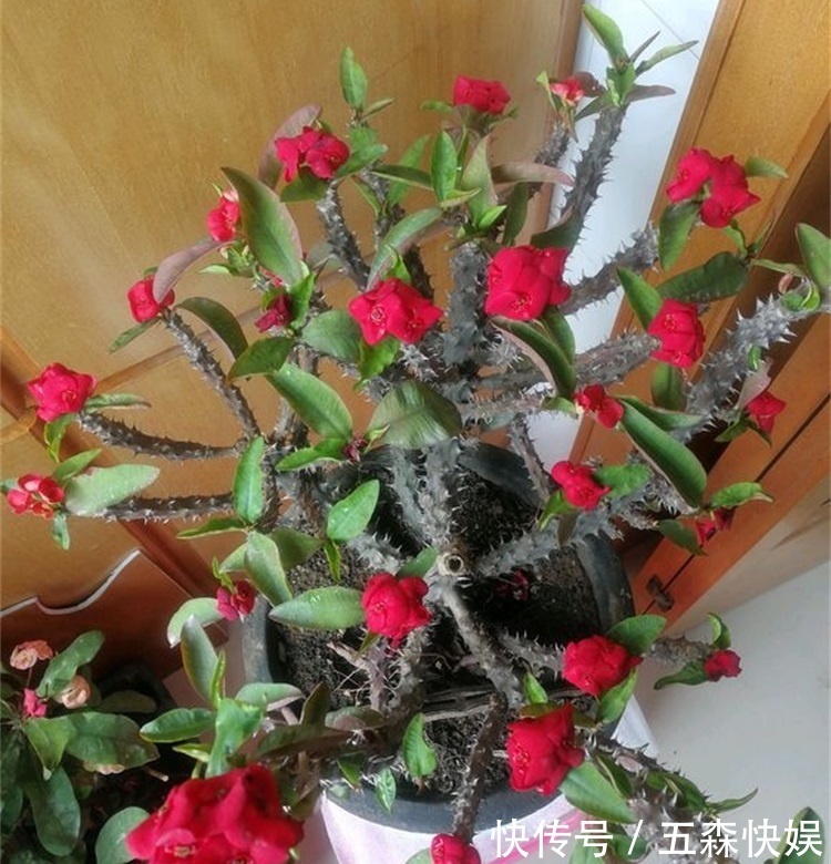 四种不宜养在室内的花，长得好看，却带毒，尽量别养在室内