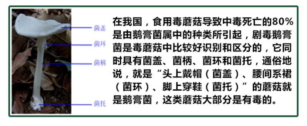 急性肾衰竭|吃了这“美食”，一对父子、一双小情侣徘徊生死边缘！专家：别再吃了！