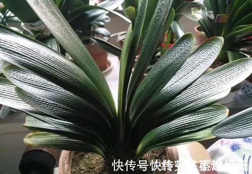 养护|养君子兰不会浇水主要看叶子,水多水少有信号,养护也方便