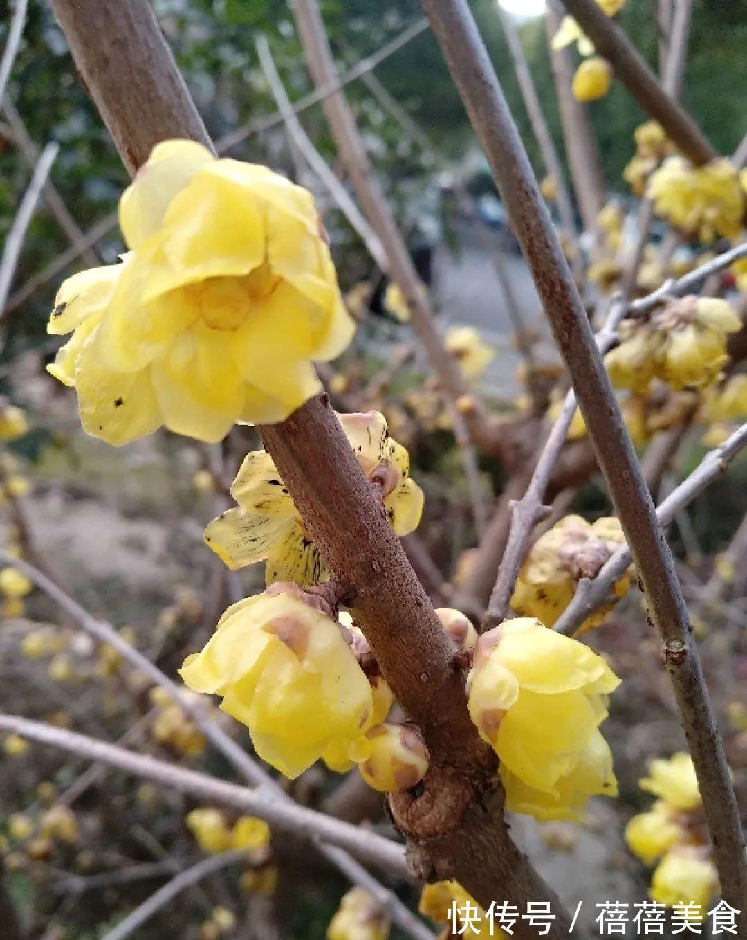 命中花|你几月出生，最旺你的“命中花”就是它，真准