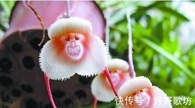 世界上长相最怪异的植物, 不仅长得像人也像各种动物