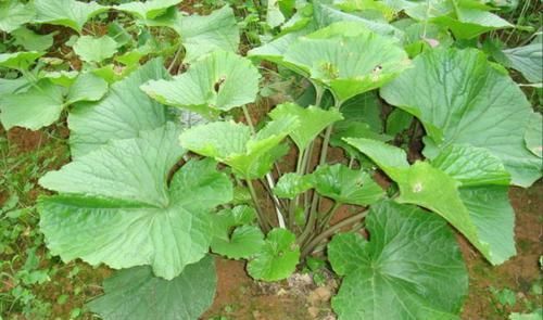  稀少|1种野草，营养成分多，是“癌细胞”克星，很稀少，见到望珍惜