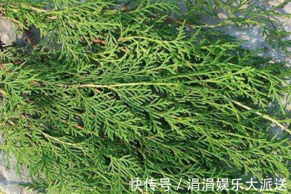 洗头|有了白发别着急,一片树叶煮水洗头,15天后白发会变得乌黑柔软!