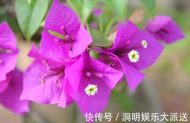 养护|夏天想要养好三角梅，想要它开花不断，几点养护很关键