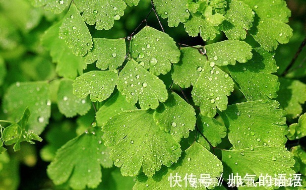 这三种花号称“见光死”,进入夏季养护要小心,稍不注意就死了