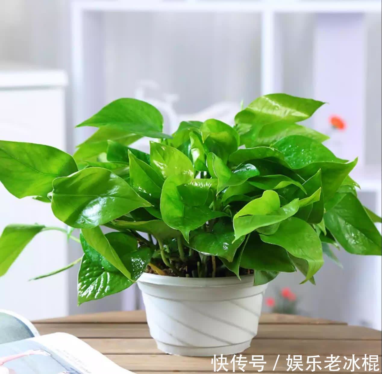 浇花|浇花用这3种“水”,水肥兼顾,省劲又效果好,制作方法简单