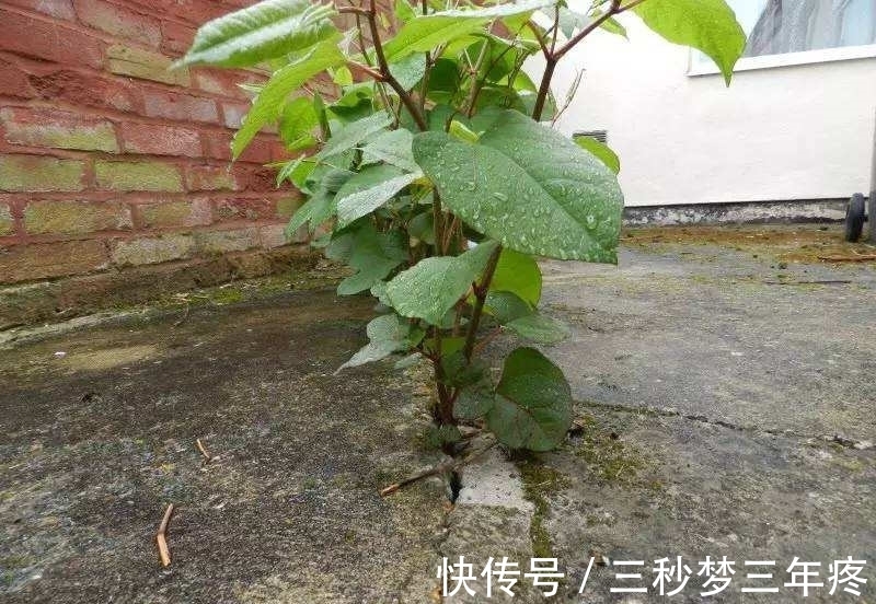房前屋后,看见这植物,得铲掉