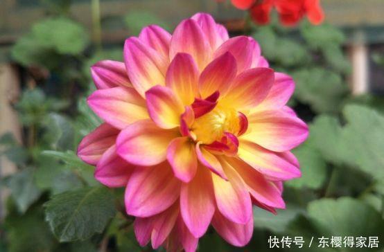 适合庭院养护的几款花,开花勤爱爆盆,枝繁叶茂,全年花开如春