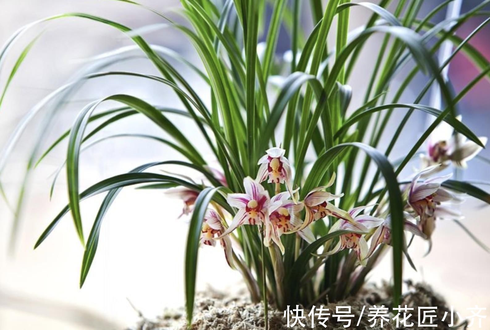 兰花长势旺盛开花多，养根是关键，掌握技巧才能满盆大白根