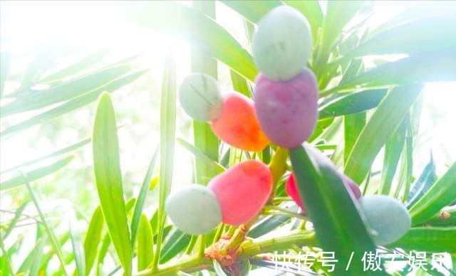 传家宝|阳台再小,也能养3种树,小盆就能养,个个都是“传家宝”