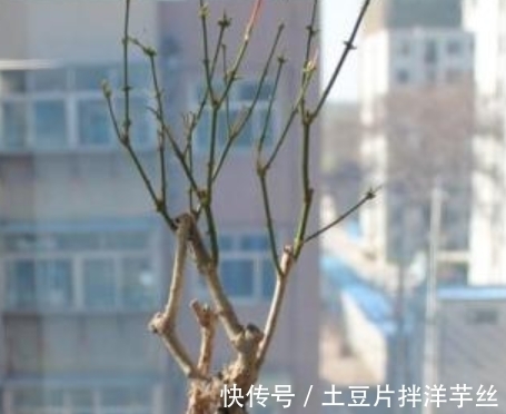 珍珠岩|茉莉花不耐寒入冬了咋办？这“三个土办法”安全过冬，来年开爆花