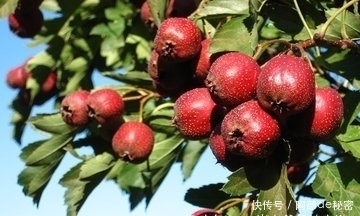 山楂|山楂和此物一起泡,每天一杯,血管干净了,脂肪没了,瘦成小蛮腰