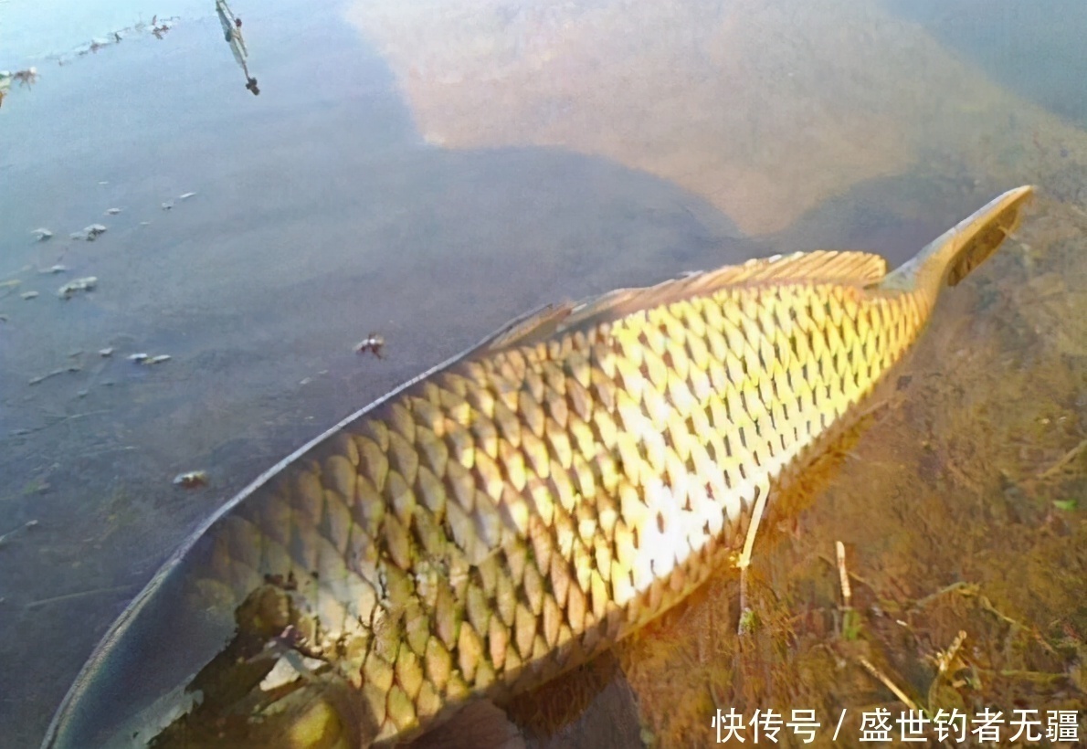 钓鱼要看天气,晴天和阴天,哪种天气鱼最好钓?——盛世三渔