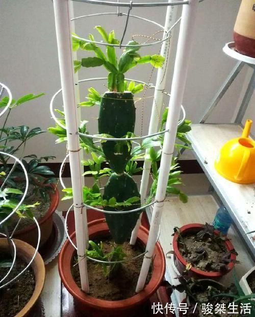 蟹爪兰|不会嫁接蟹爪兰？此3种，有文有图，2分钟学会！