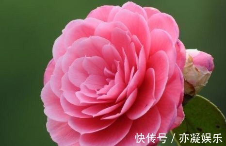 新手养花,不妨试试这几款,比绿萝还好养,郁郁葱葱,四季常开花