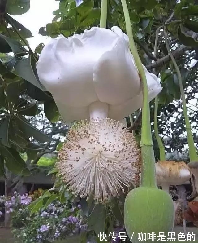 奇花|奇花、奇花、奇花、罕见奇花,赶快打开欣赏吧