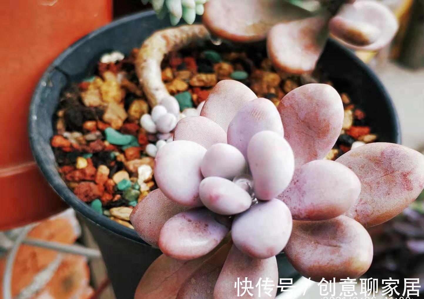 桃蛋|多肉桃蛋真有两种?是的,还有一种粉更厚颜色更紫,它又叫桃精灵