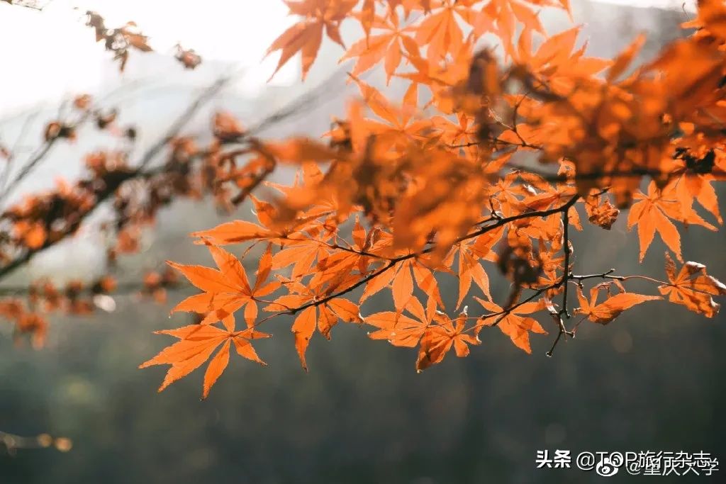 集体|惊艳！高校们集体出动，官宣最美秋景，有你的母校吗？