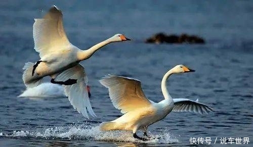 天鹅(枫林朗诵作品)|聆听| 天鹅