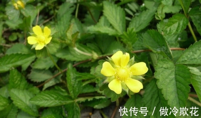 委陵菜|农村满地生的一种野草,它是天然好药材少人知,若见到还请保护好