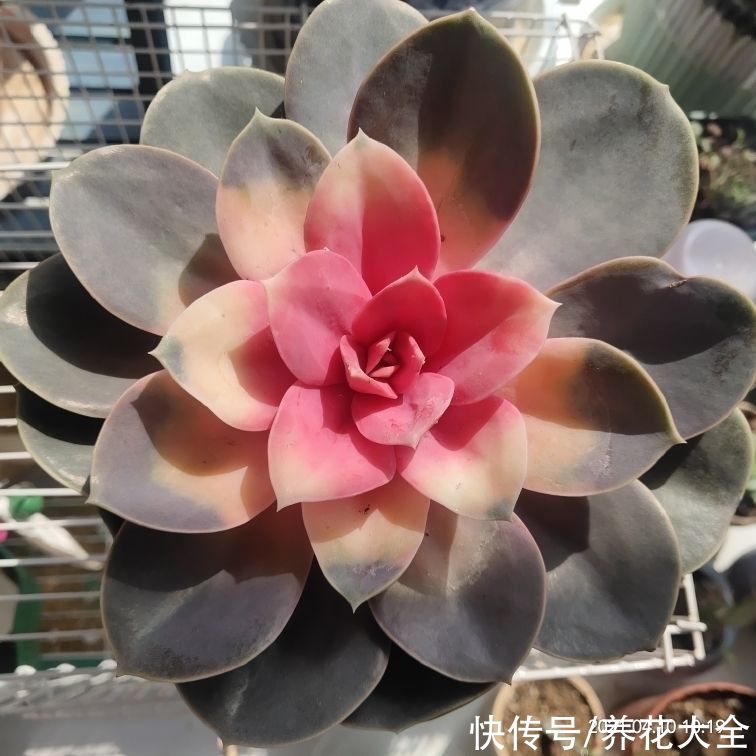 网上买花,最怕买到这3种,记住了省下一大笔钱