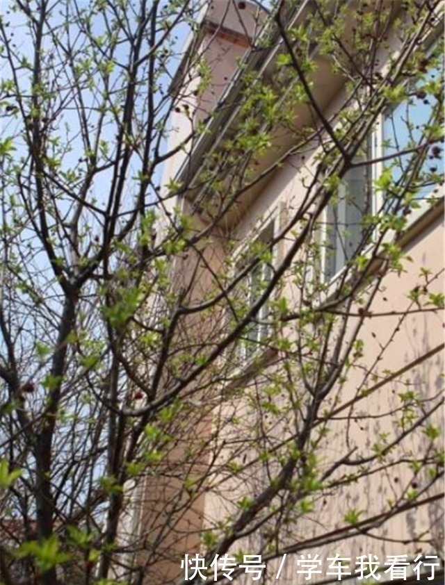 乡下老宅墙角跟，家家户户栽“4种树”，寓意“子孙有福”知道吗！