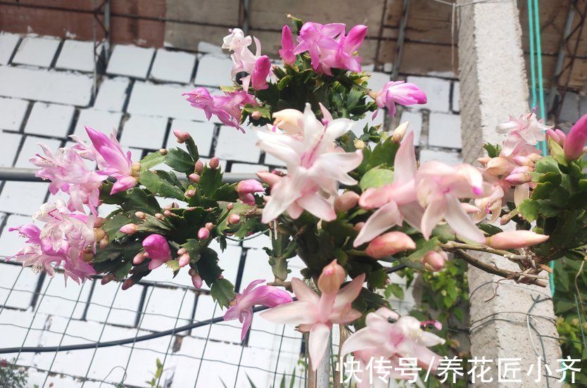 蟹爪兰又软又薄?避开2个“误区”,做1个“动作”,叶厚开花多