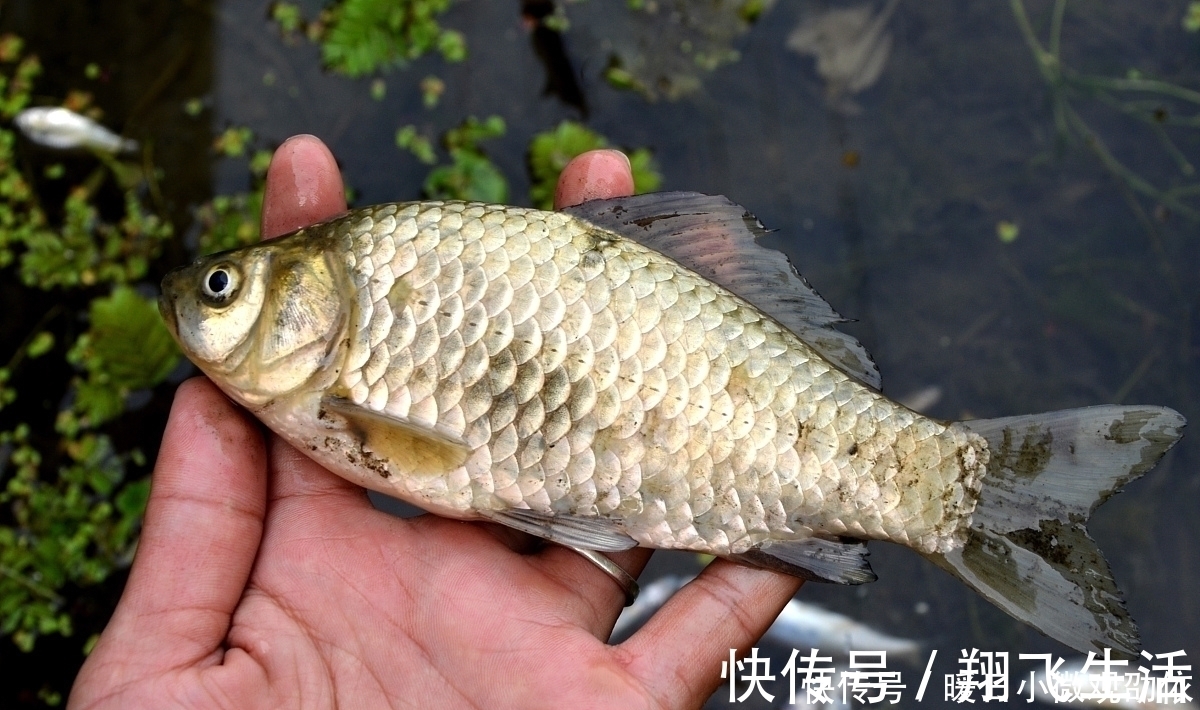 对于夏天漂浮的鲫鱼，很多人都无能为力；这三个举措已经反复尝试
