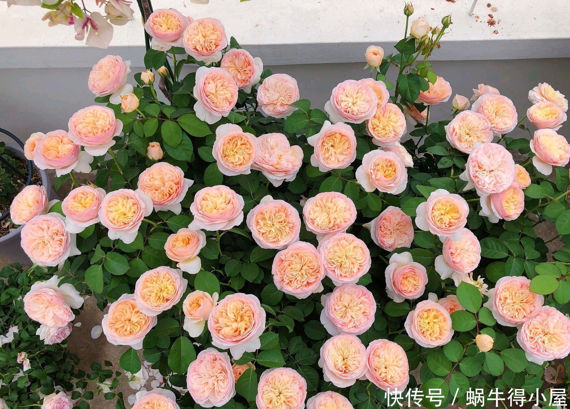 花苞|月季花的花苞和嫩叶长着长着就畸形了是怎么回事?一种小虫在作怪