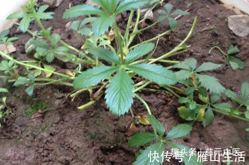 叶子|农村山里这野草，人称“五爪草”，是民间的一味草药